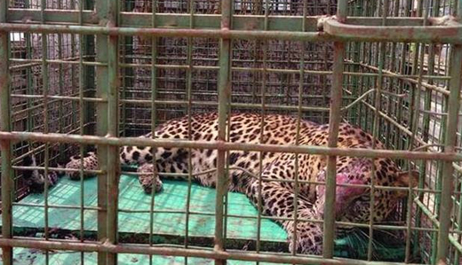 leopard trapped